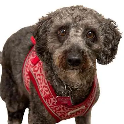 Fernie, the office dog, a grey curly-coated dog wearing a red bandana